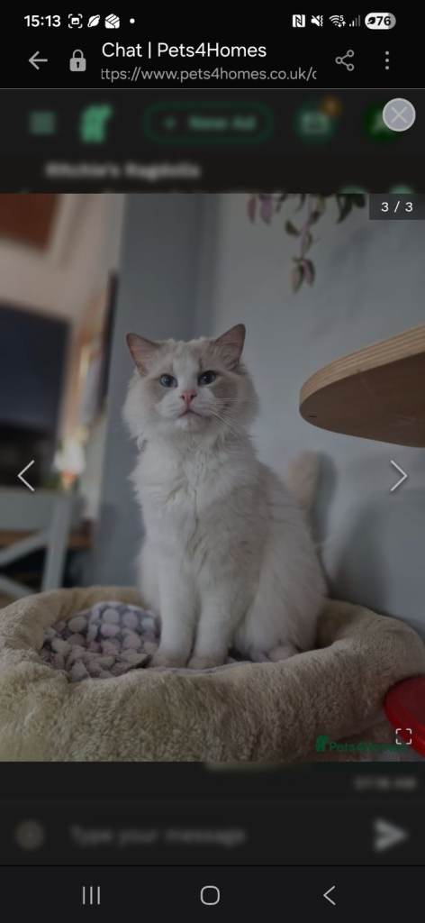 Male GCCF Active Pure Ragdoll