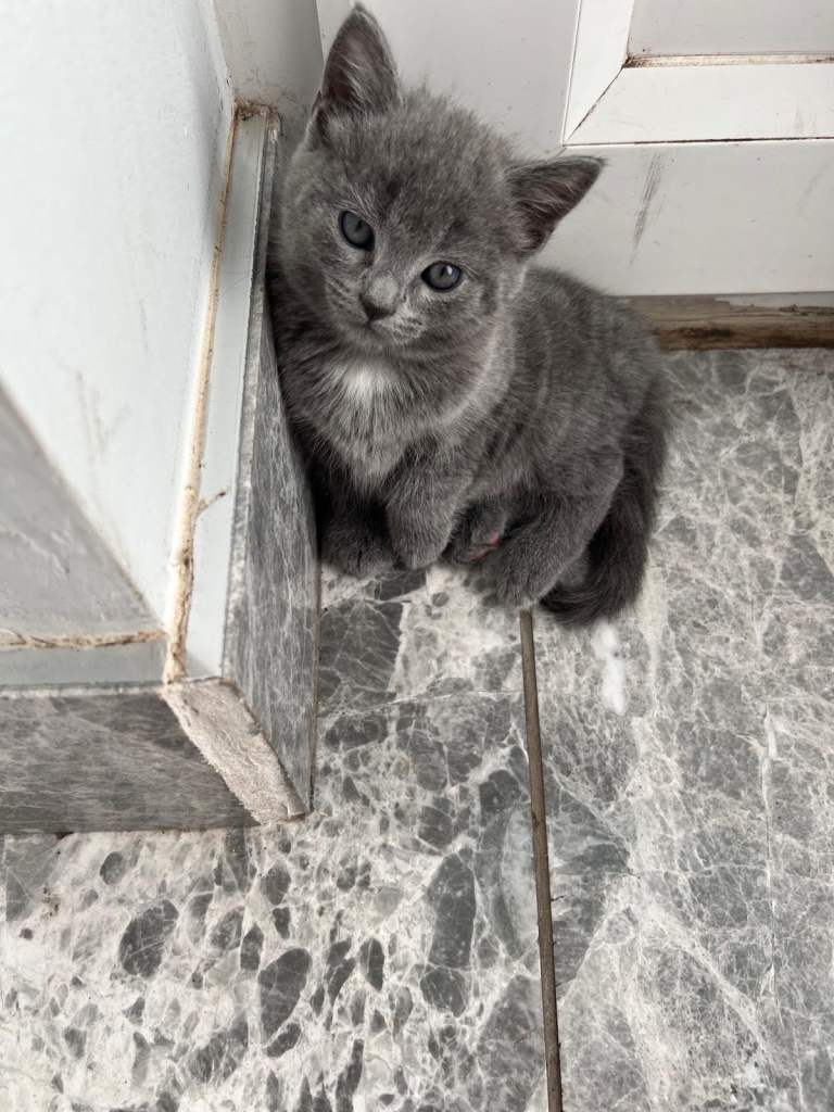 British Blue Baby girl for sale 
