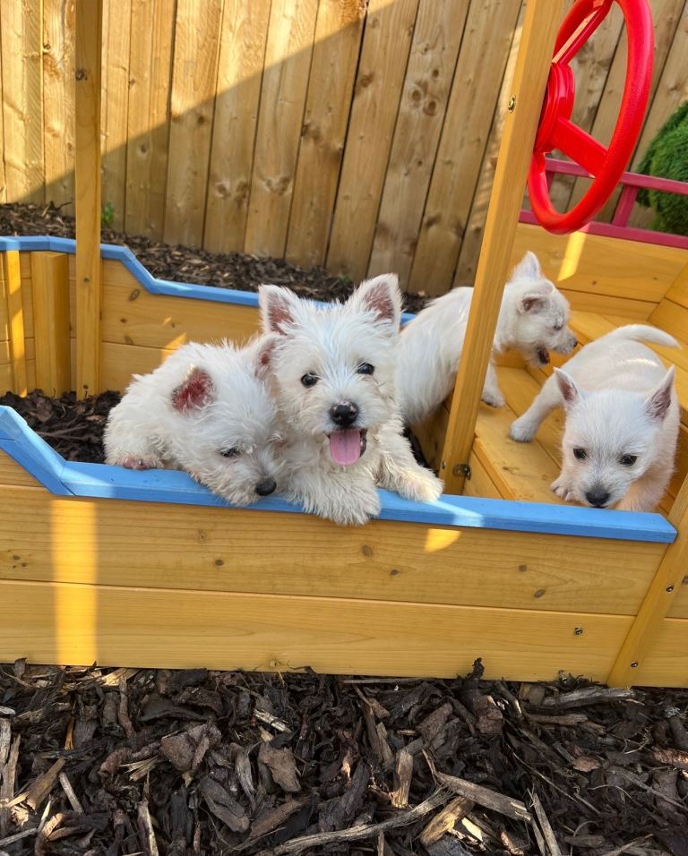 Westies 