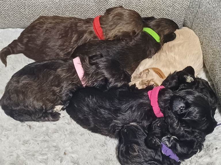 Cockerpoo x beichon pups