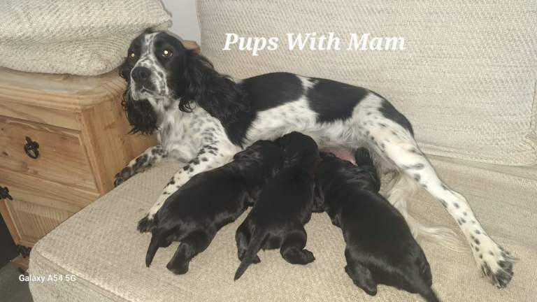 Cocker Spaniel Puppies For Sale