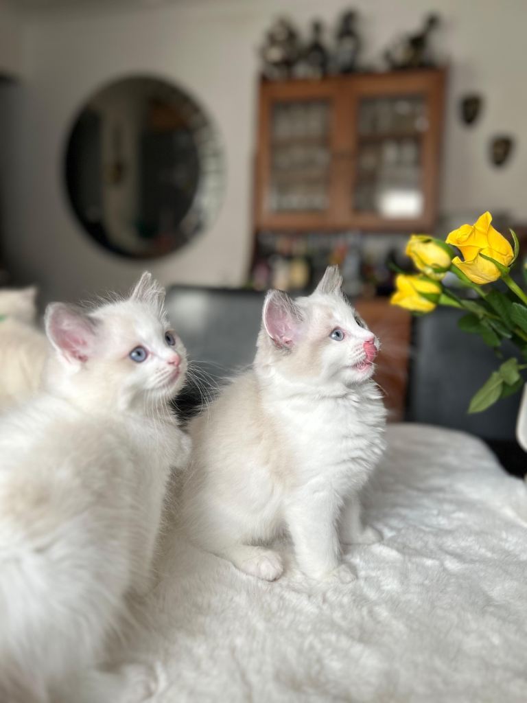 GCCF Ragdoll kittens for sale 