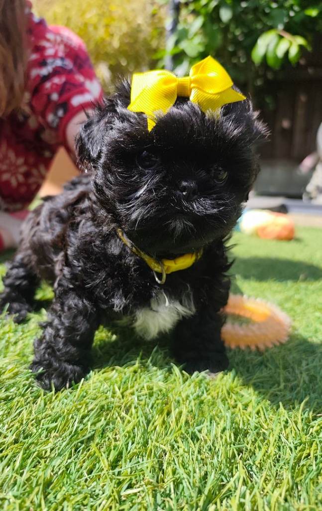 Redy Now!!! half imperial shih Tzu 