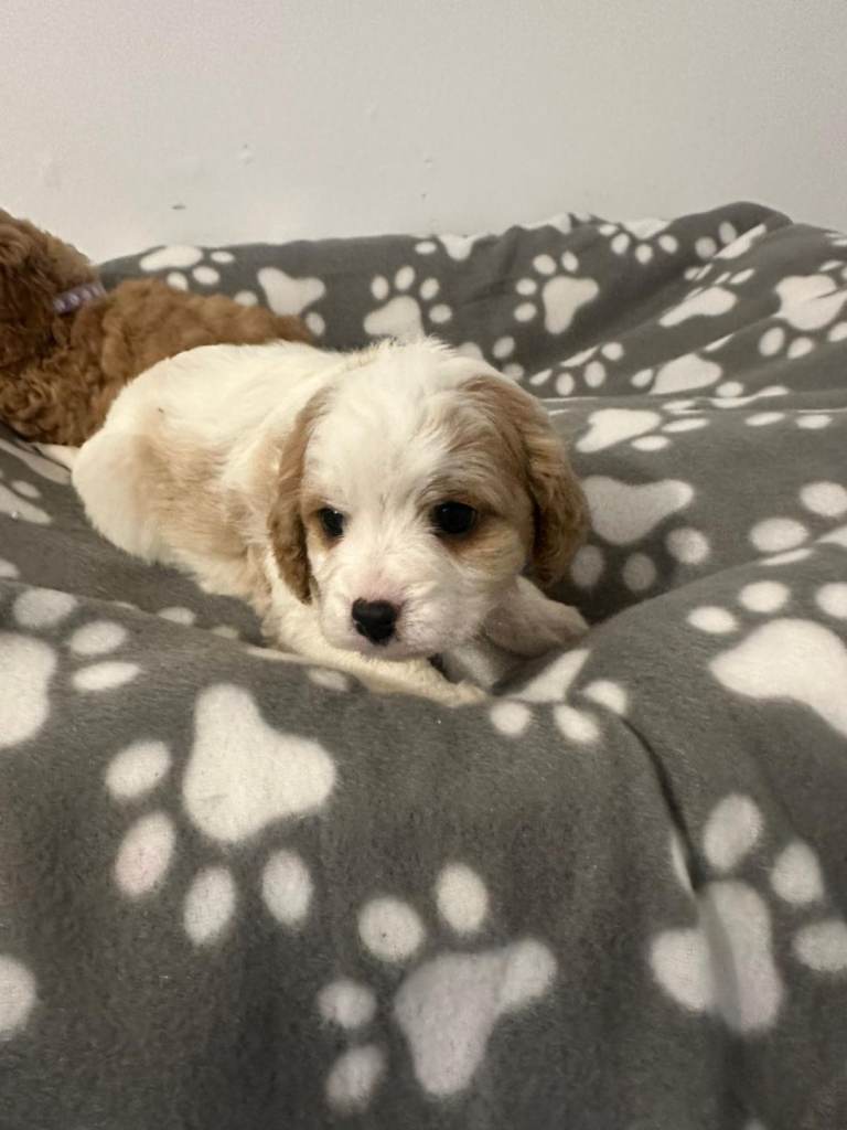 F1 cavapoo puppies