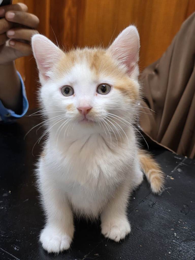 Adorable Kittens  Looking for a New Home