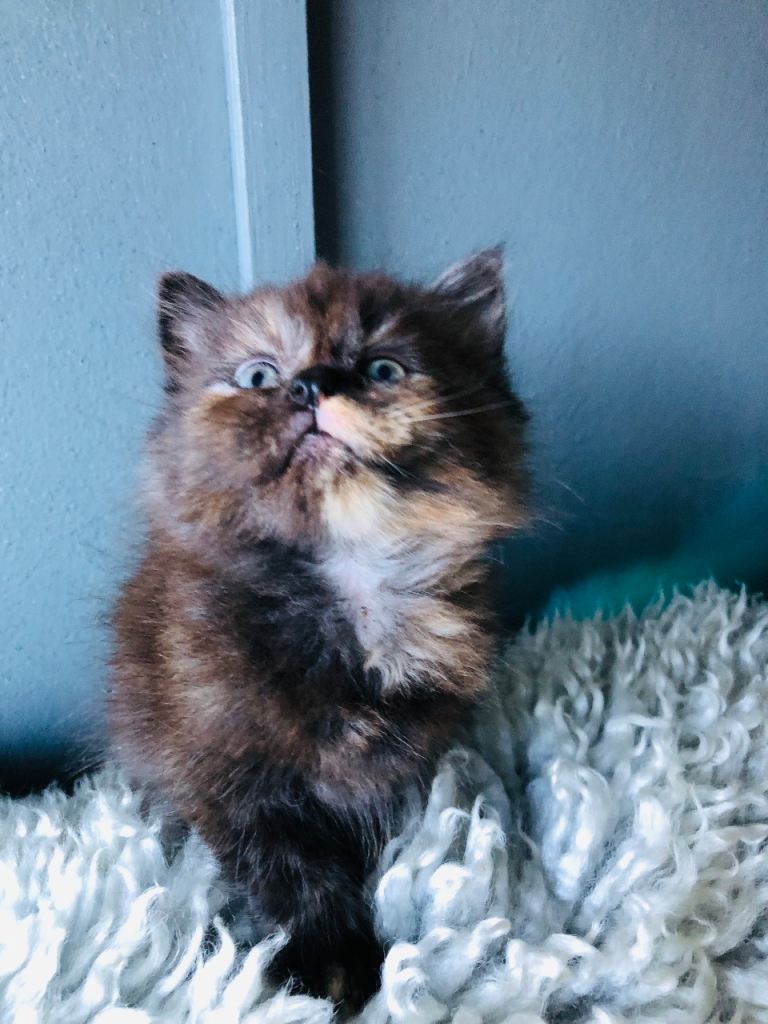 KITTENS FROM A RAGDOLL MOTHER 