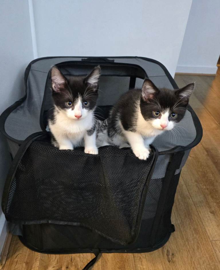 Happy Boy Kittens For Sale [CLEAN]