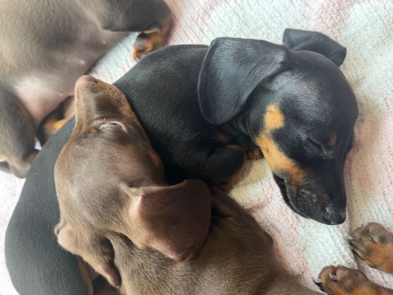 Miniature Dachshund puppies 