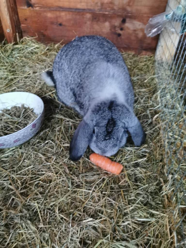 Two beautiful lop earred rabbits for sale 