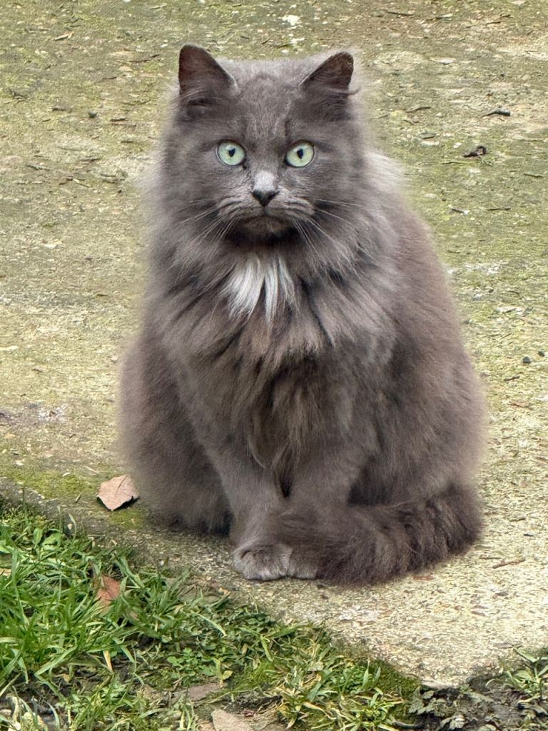 British blue Cat 