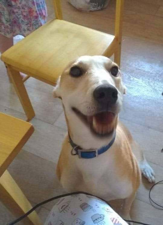 Dogs for Rehoming