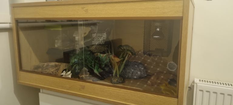 Gecko full set up 
