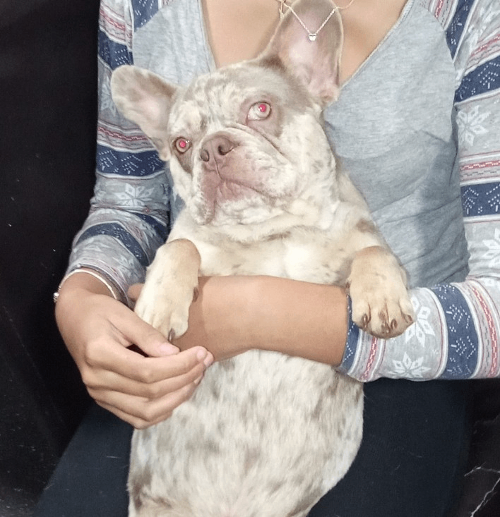 French bulldog for sale