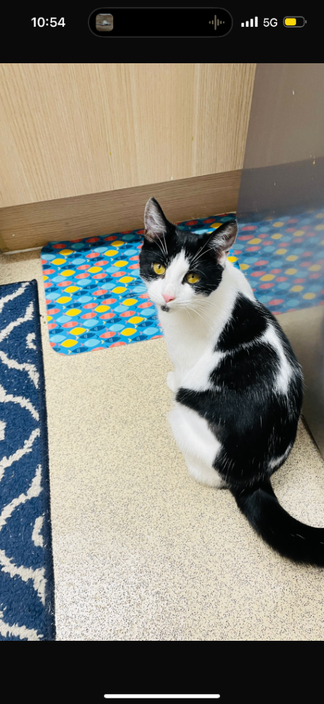 Urgent rehoming – loving and playful 7.5-month-old indoor kitten