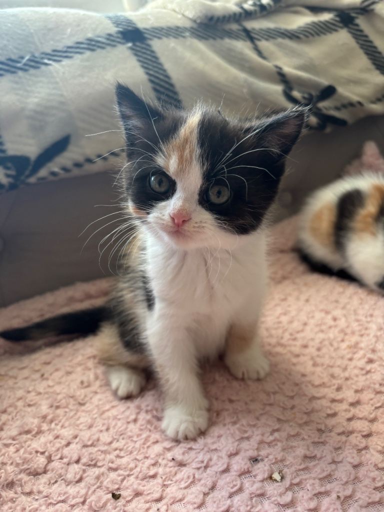 Three half Persian kittens for sale