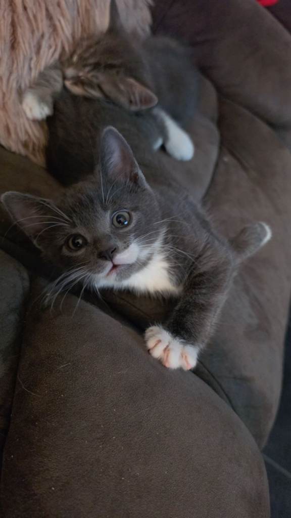 8 week old kittens 