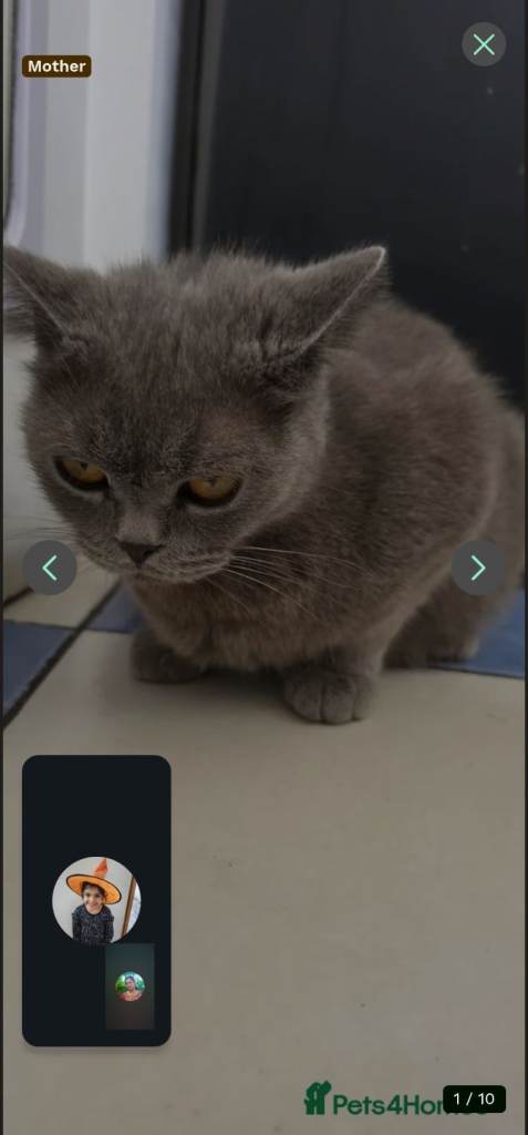 British shorthair kittens 