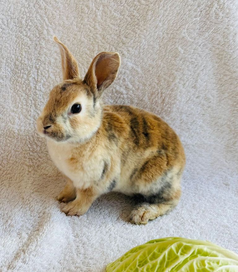 Rex Standard Rabbits, Bunnies, Kits