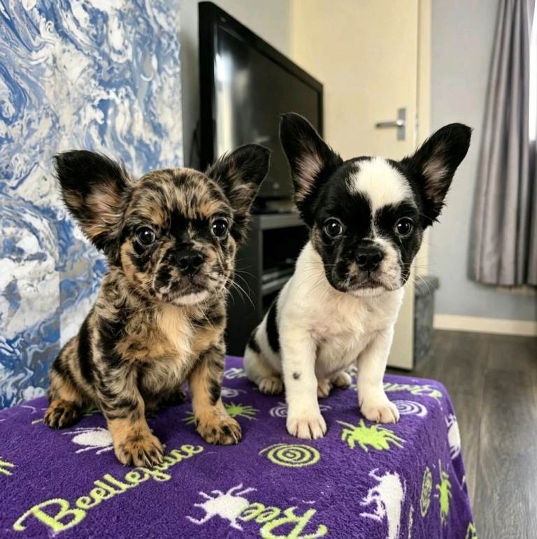Frenchy Fluffy Puppies 