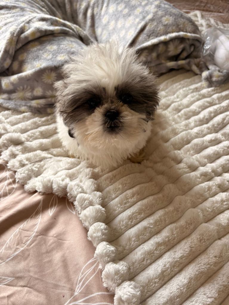 Shih Tzu puppies for sale 2 girls 1 boy