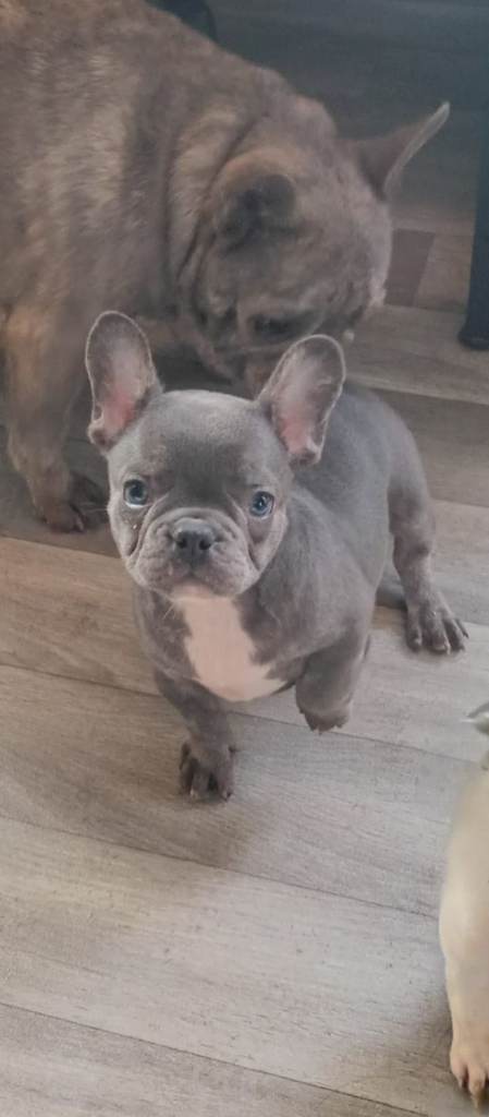French bulldog puppies
