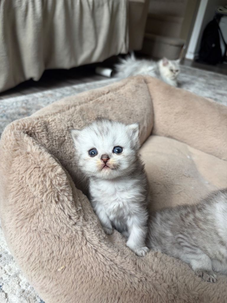 British Short Hair x Persian for sale