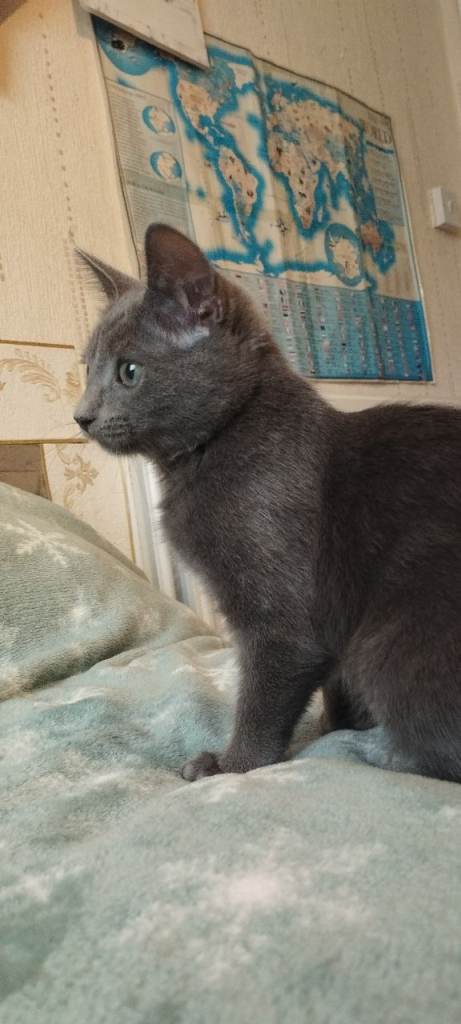 Russian blue kitten girl 