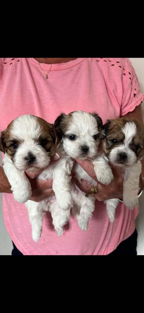 3 gorgeous Shitzu cross Teddybear Biewer females for sale  