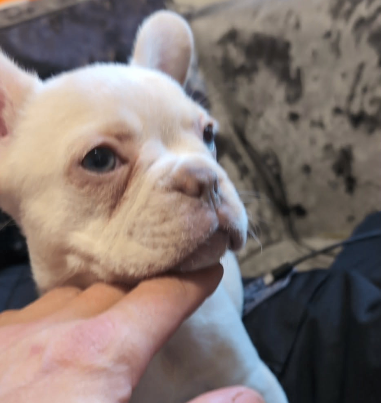 French bulldogs for sale 