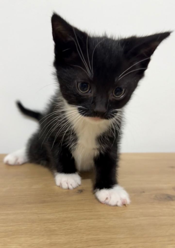 Tuxedo black and white kitten and fluffy black kitten. 