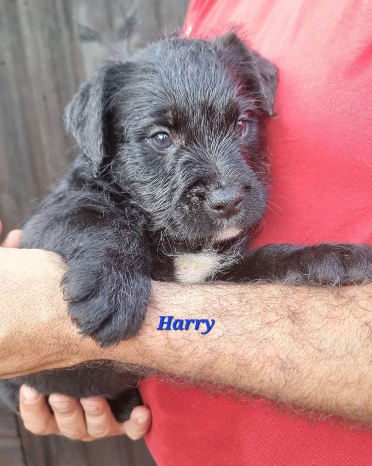 ALL PUPPIES REHOMED  English Bulldog x Puli Puppies