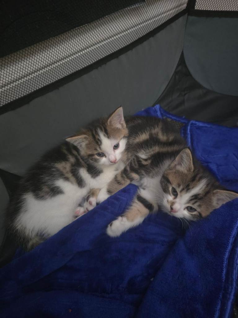 Kittens 