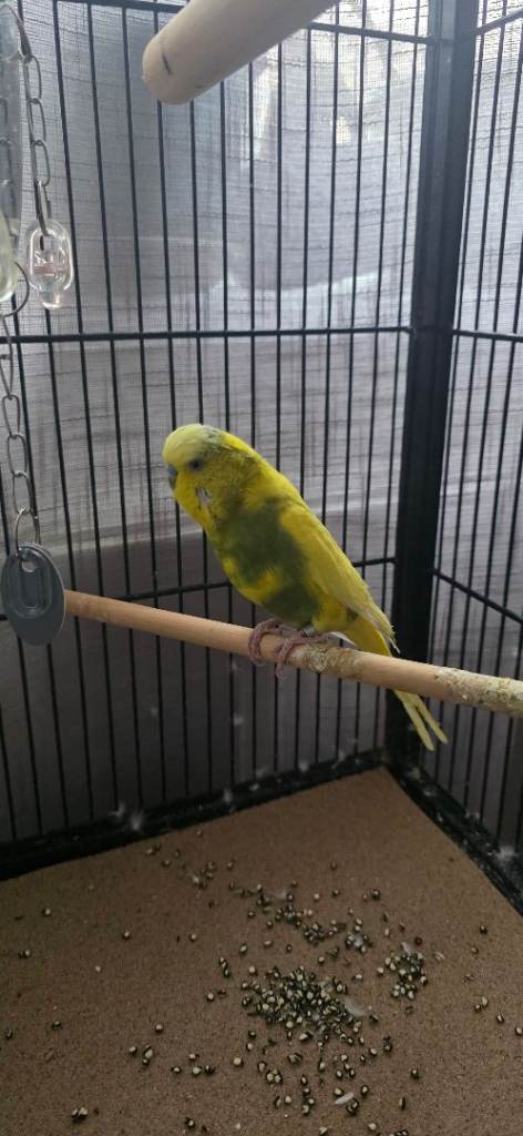 Budgie for adoption