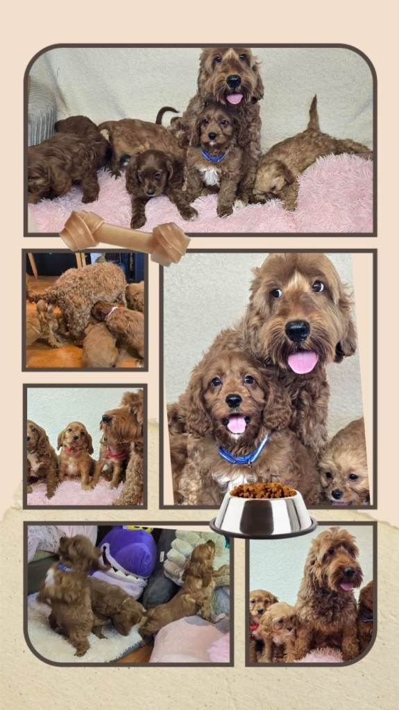 Cockapoo puppies