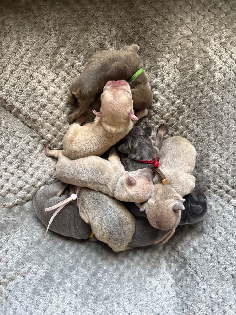 FRENCH BULLDOG PUPPIES LOOKING FOR THEIR FOREVER HOMES 🐾