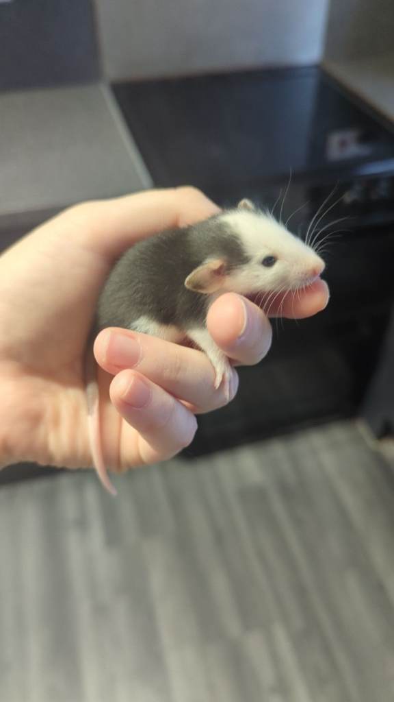 Baby dumbo rats 
