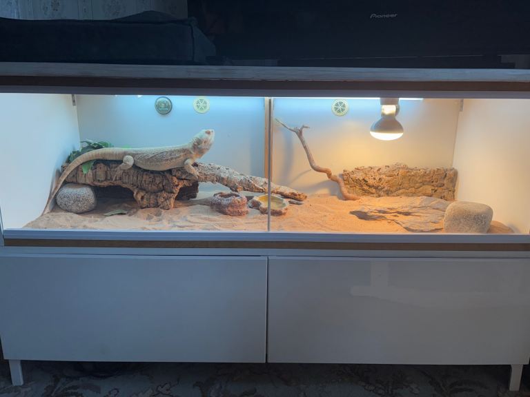 Bearded Dragon & Full Setup