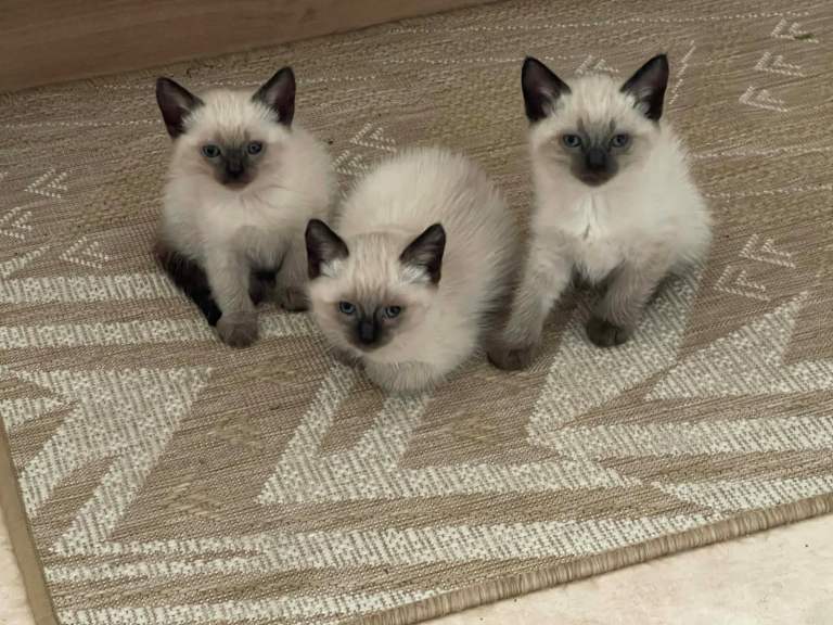 sweet  kittens 