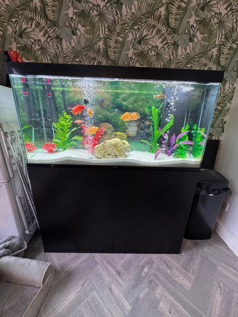 Ciano 4ft fish tank FULL SETUP