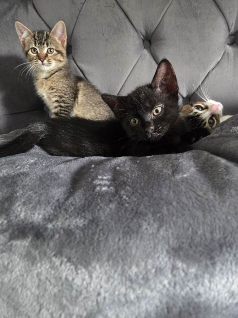 2 beautiful kittens for sale