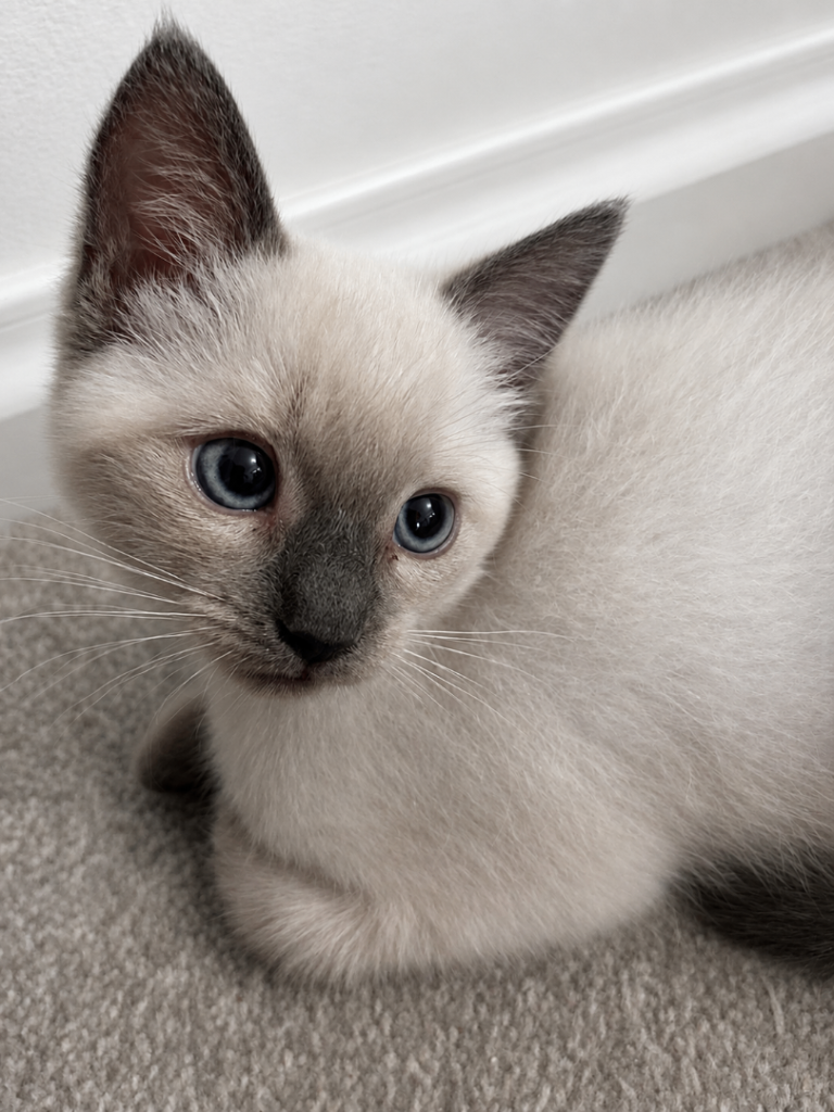 Two Ragdoll X Russian blue kittens for sale