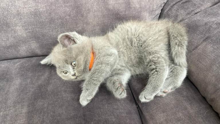 Beautiful Grey Kitten for Sale – Nottingham 🐱