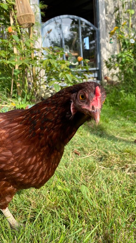 Rhode Island Red Hen for sale