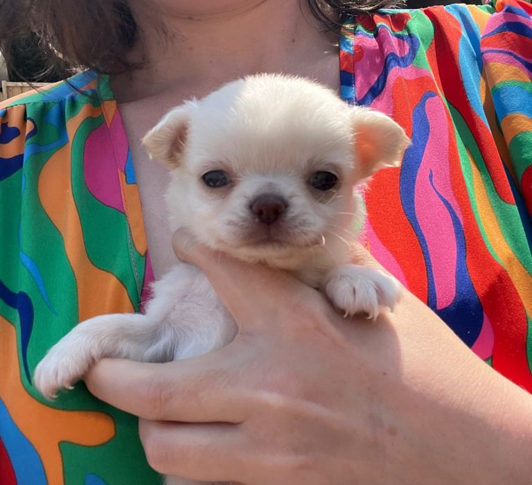 Purebred long coat Chihuahua boys