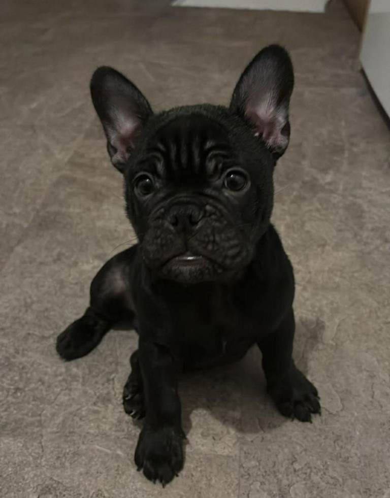 French/English bulldog puppie