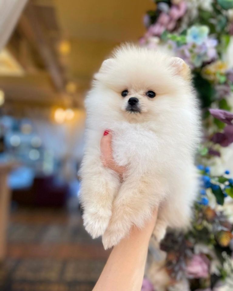 Pomeranian Puppy – Ready for a Loving Home