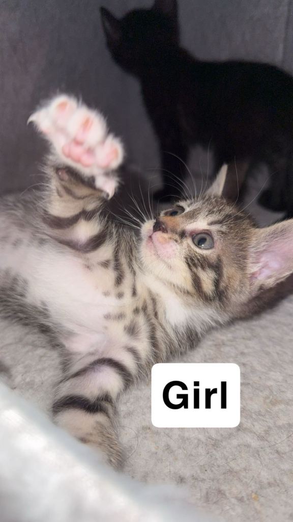 KITTENS FOR SALE!!