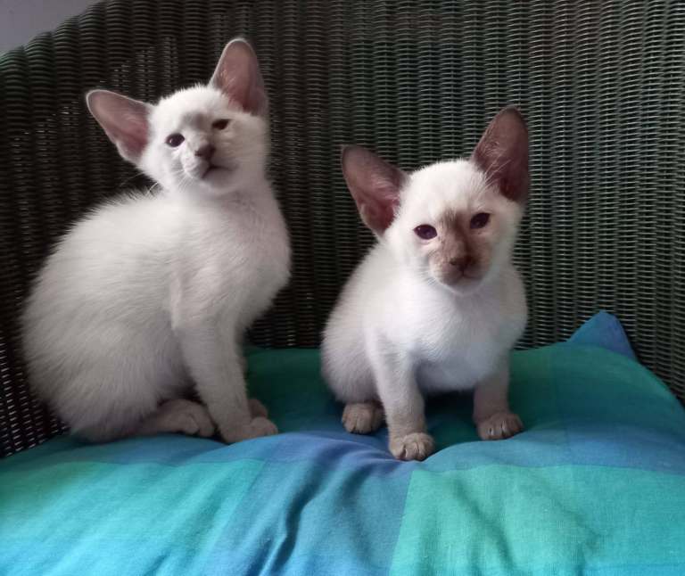 2 beautiful Siamese kittens looking for forever homes