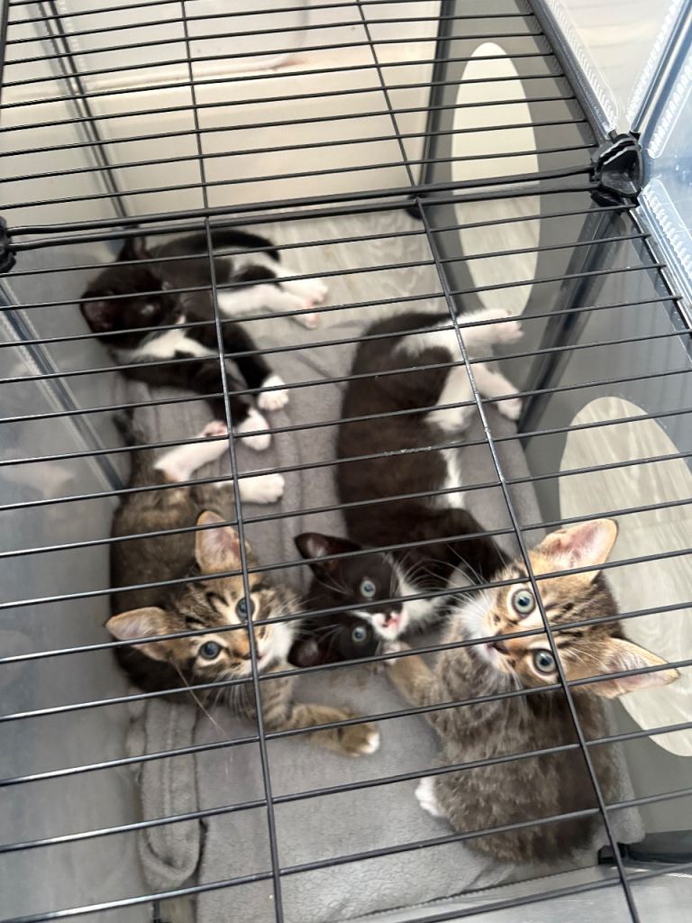 Beautiful Bengal Cross Ragdoll Kittens 