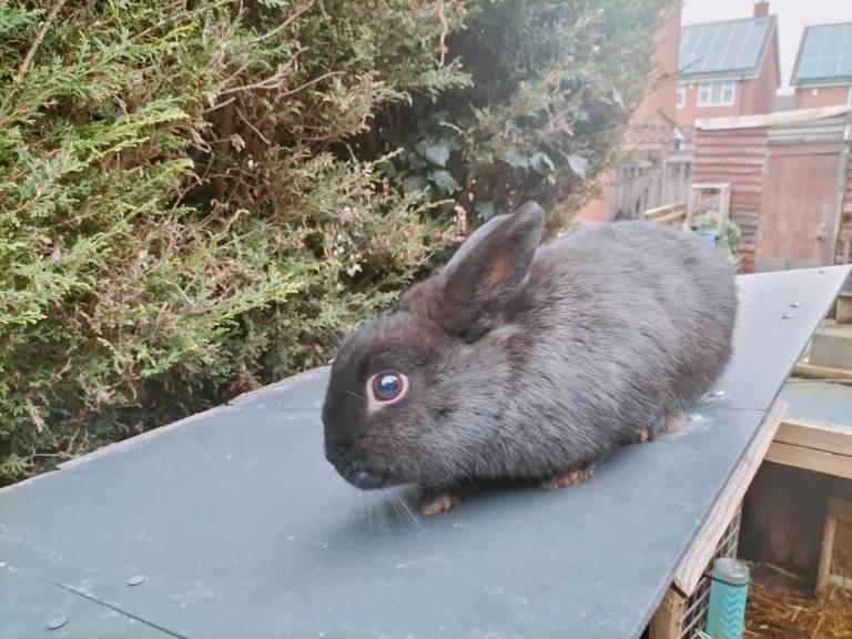 Black rabbit for sale 